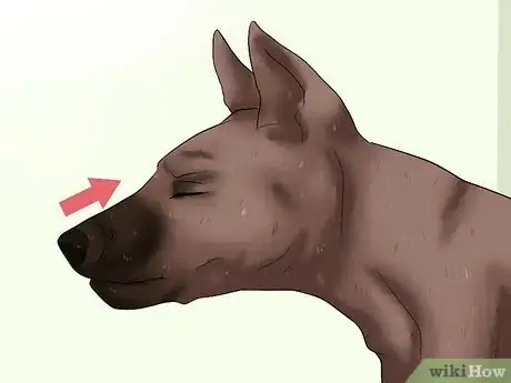 Image titled Remove a "Foxtail" from a Dog's Nose Step 2